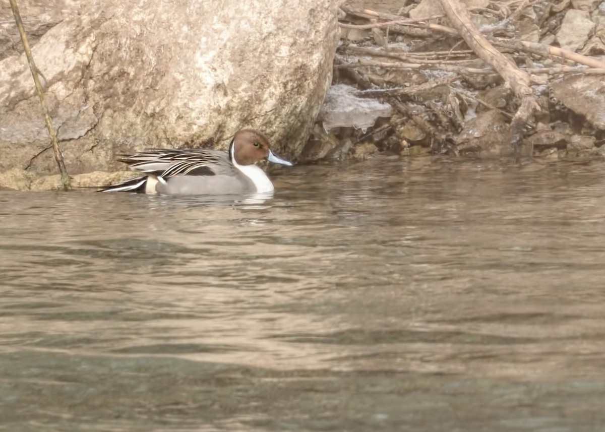 Northern Pintail - ML631562759