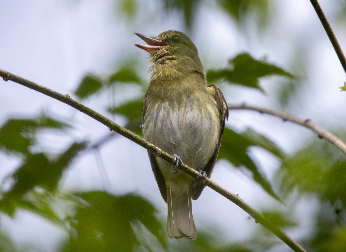 Bright-rumped Attila - ML631563549