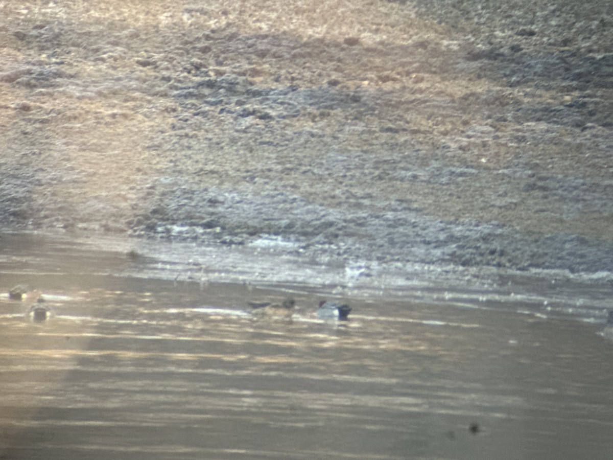 Eurasian Wigeon - ML631563622