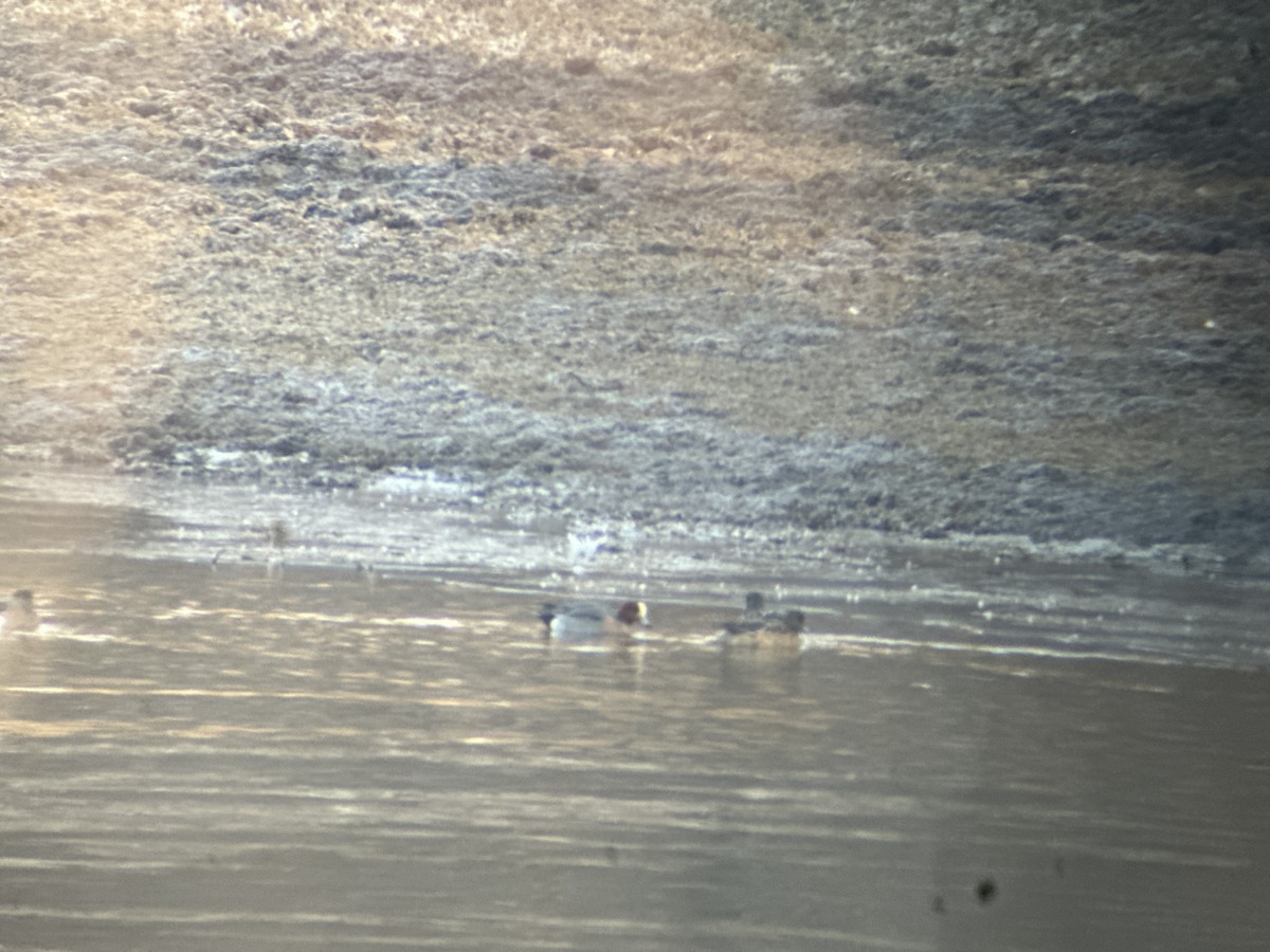 Eurasian Wigeon - ML631563623