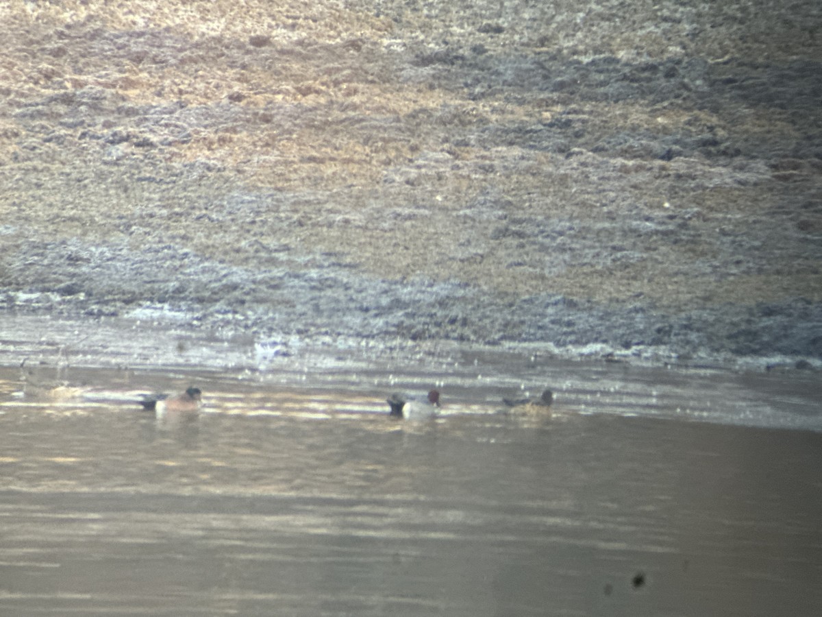 Eurasian Wigeon - ML631563624