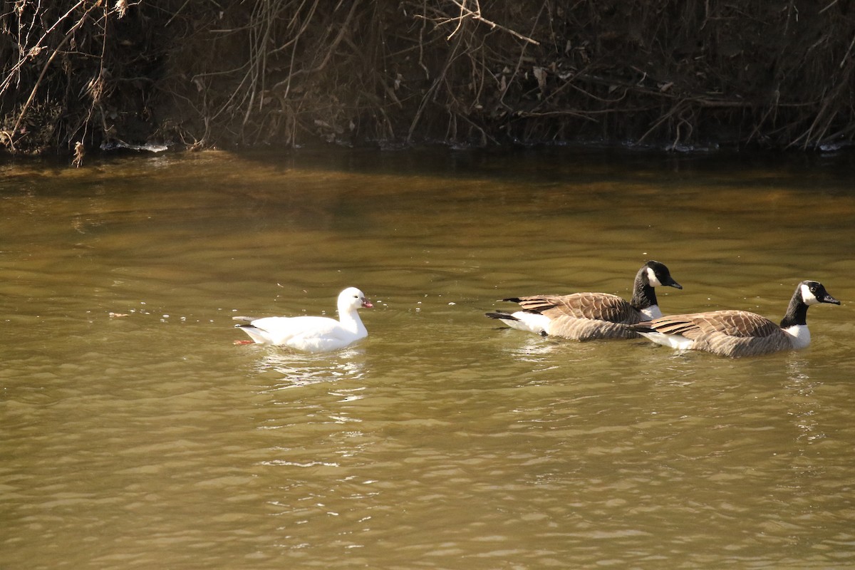 Ross's Goose - ML631563855