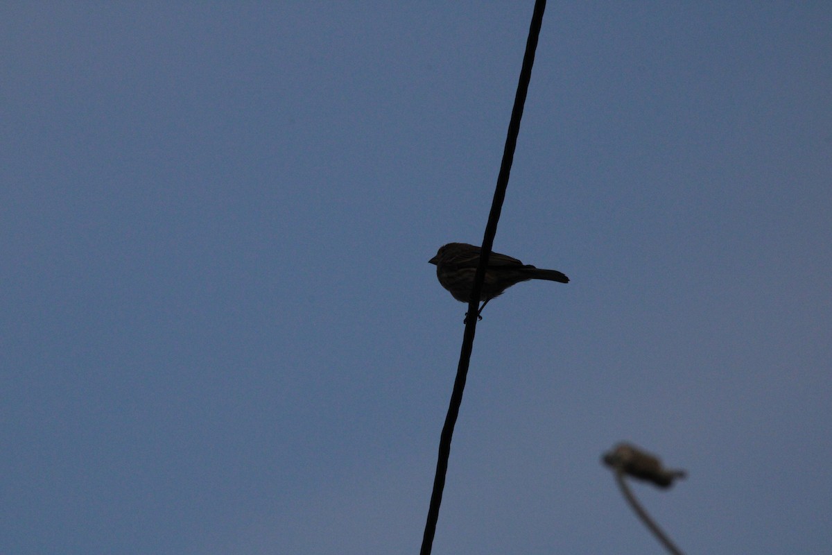 House Finch - ML631563859