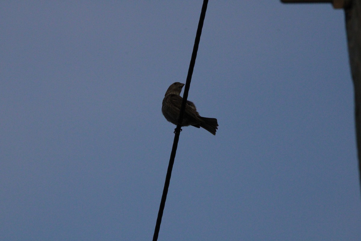 House Finch - ML631563860