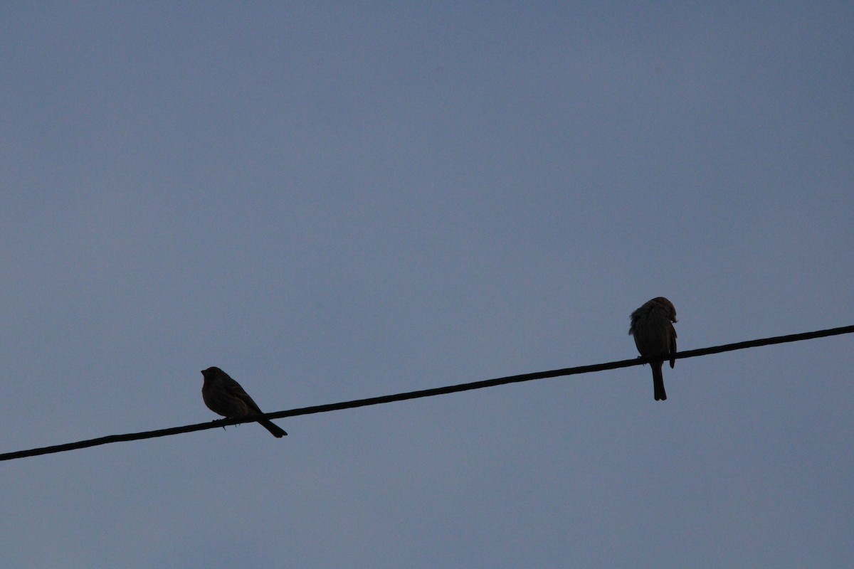 House Finch - ML631563861