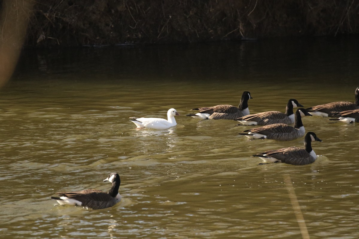 Ross's Goose - ML631563866