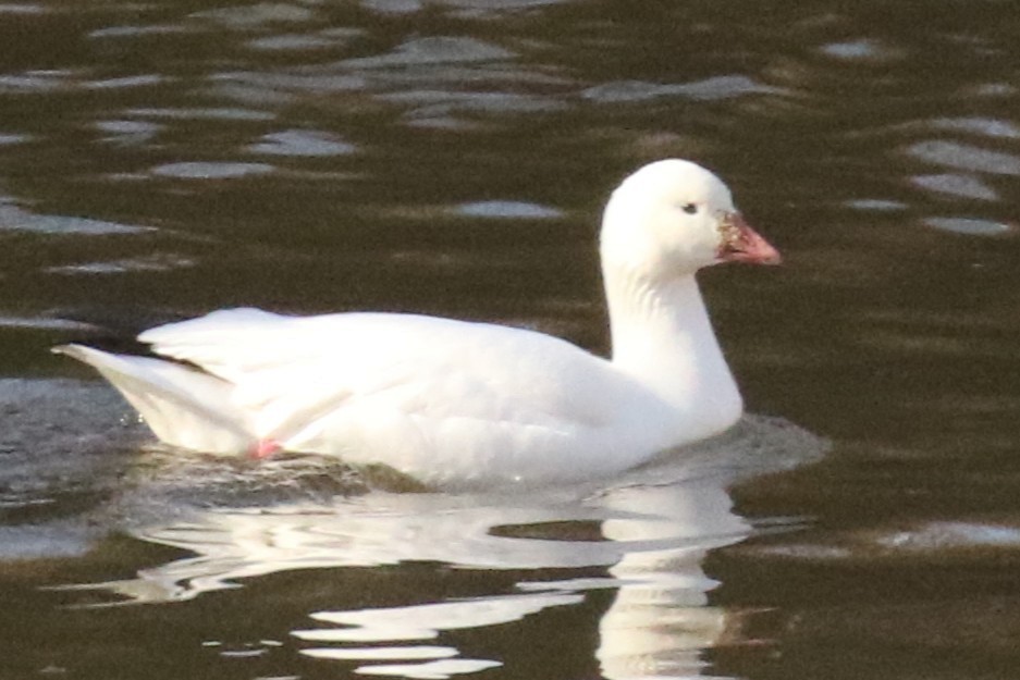Ross's Goose - ML631563883