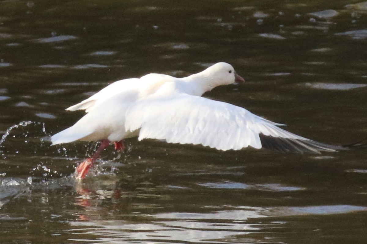 Ross's Goose - ML631563890