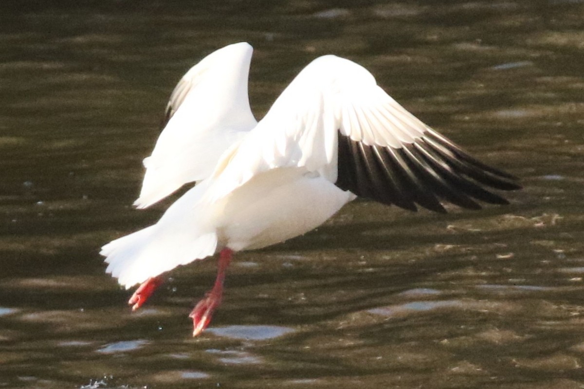 Ross's Goose - ML631563897