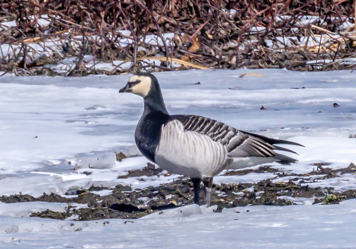 Barnacle Goose - ML631563902