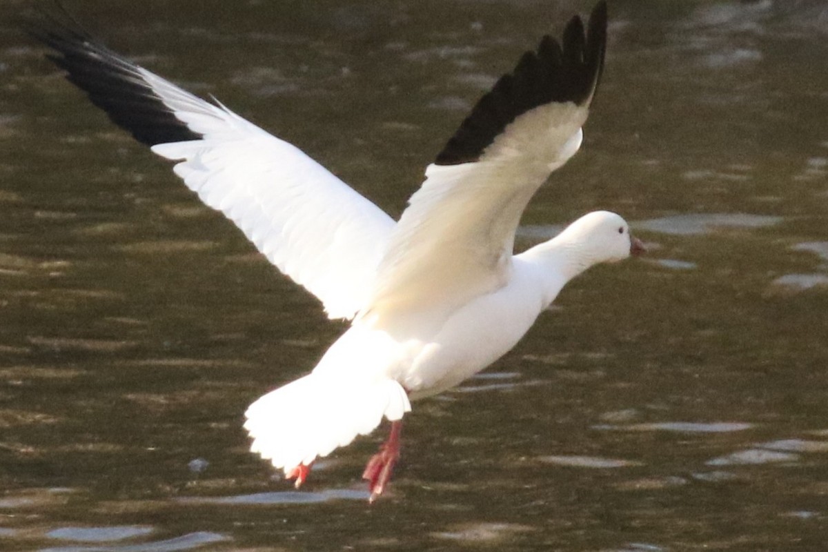 Ross's Goose - ML631563911