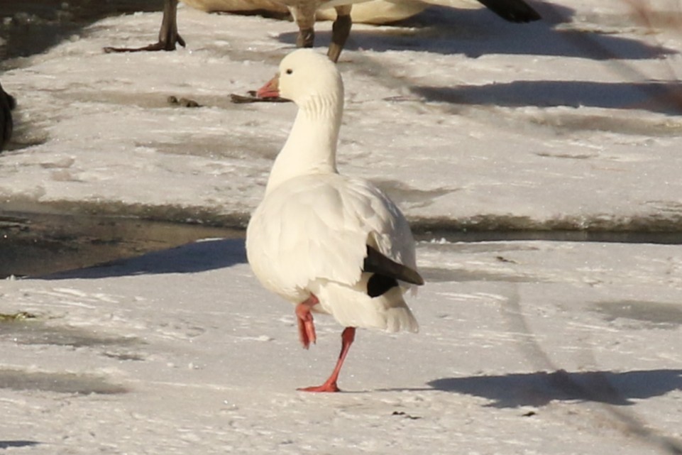 Ross's Goose - ML631563914