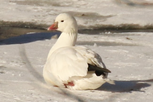 Ross's Goose - ML631563945