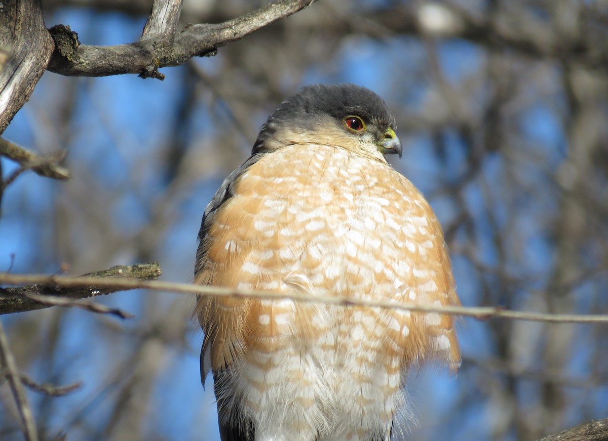 Sharp-shinned Hawk - ML631563952
