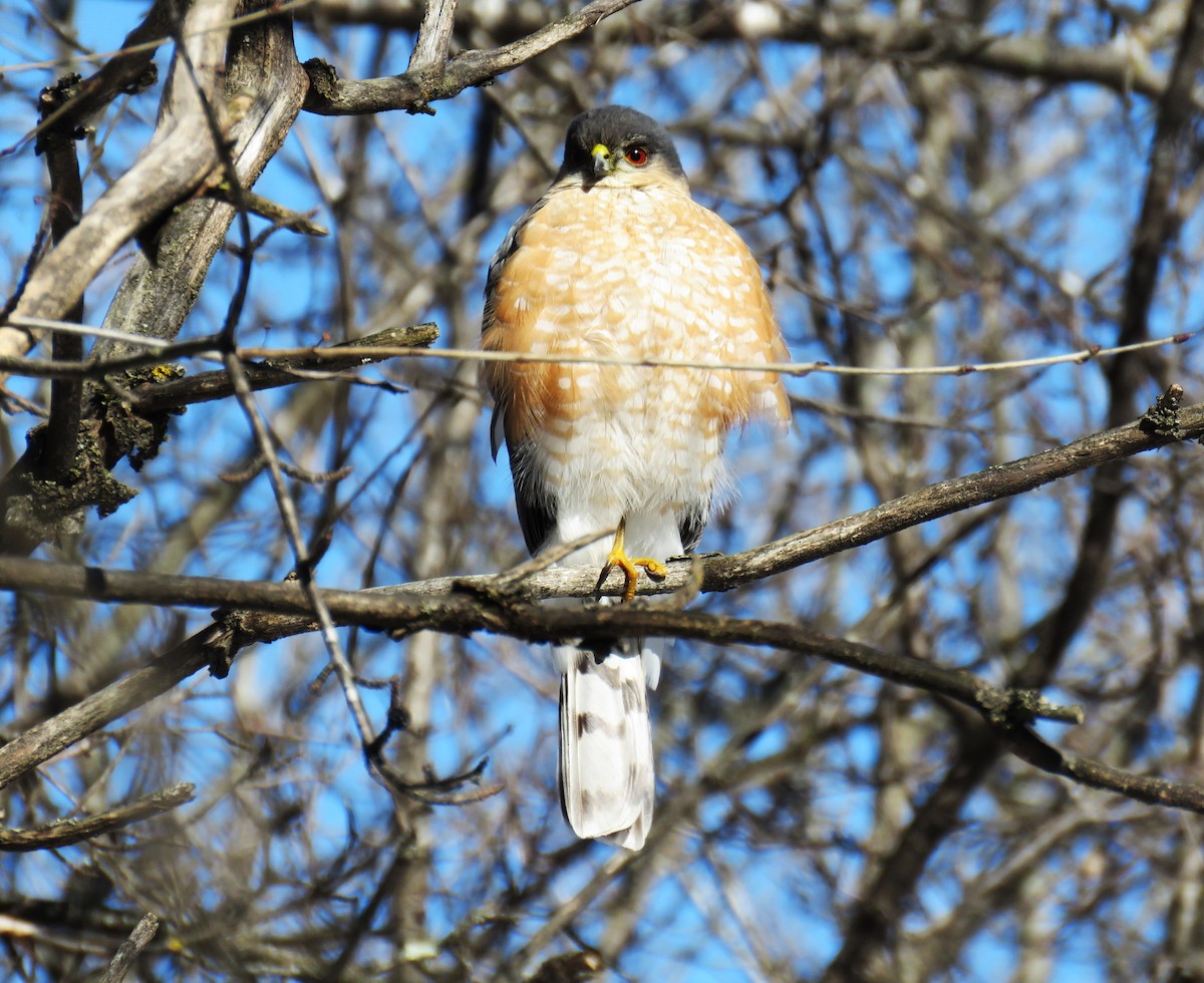 Sharp-shinned Hawk - ML631563976