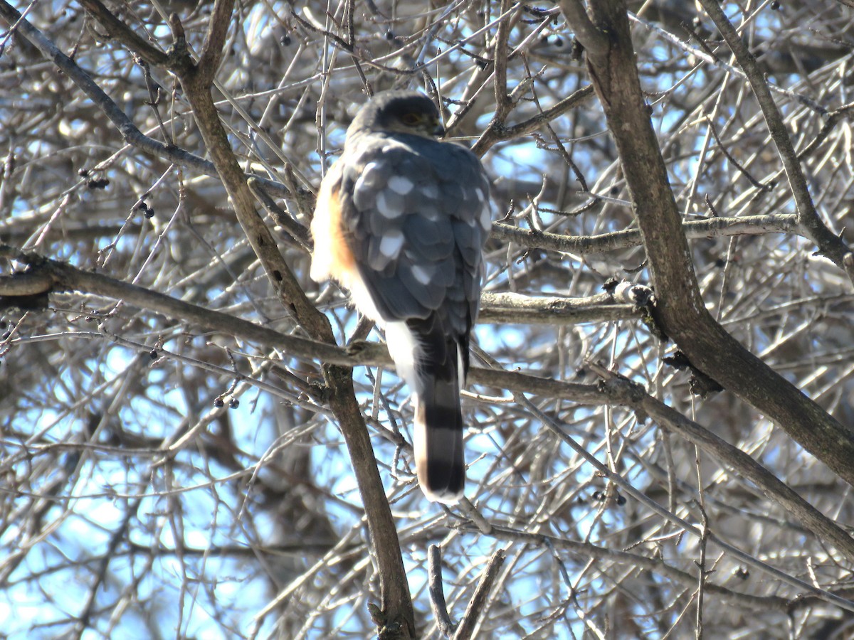 Sharp-shinned Hawk - ML631563998
