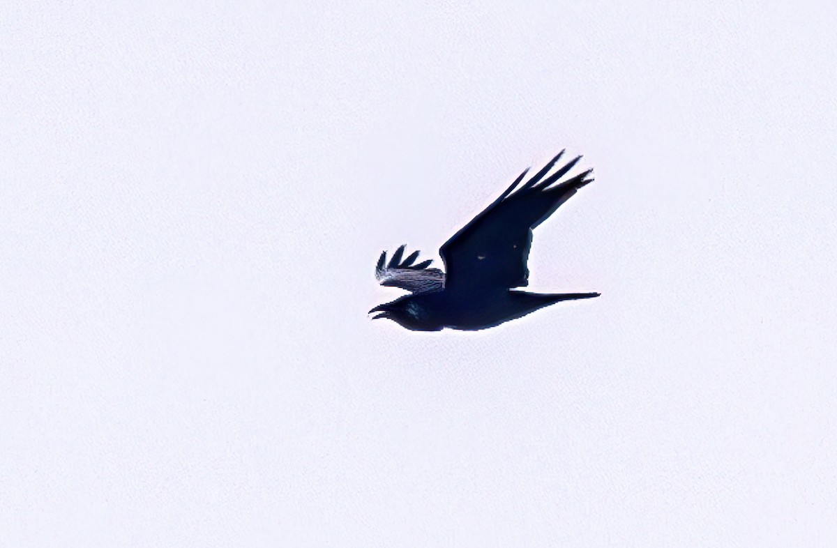 Common Raven - ML631564004