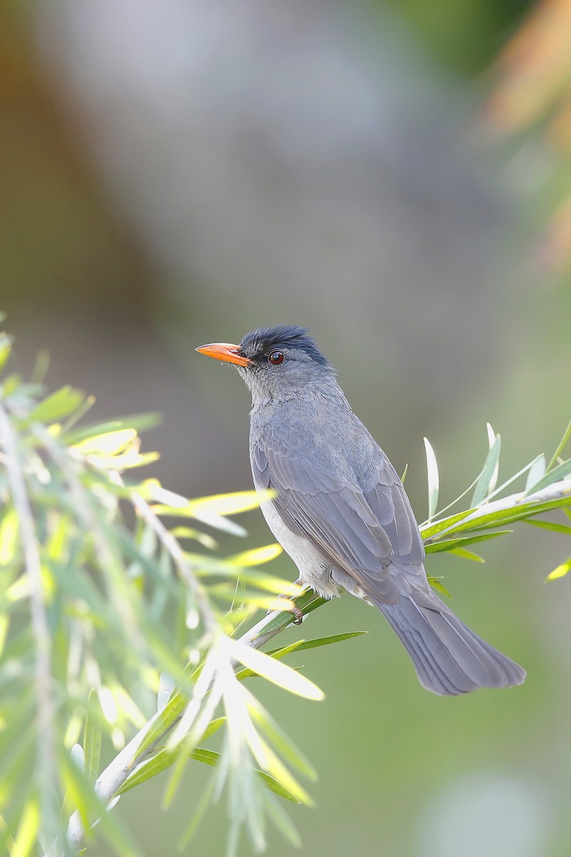 Malagasy Bulbul - ML631564153