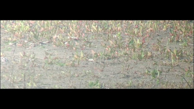 Матигар хөгчүү - ML631564186