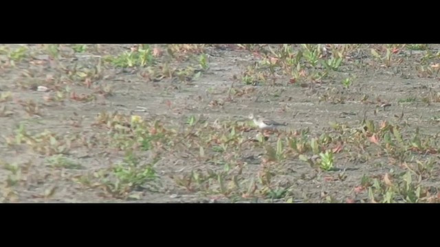 Матигар хөгчүү - ML631564200