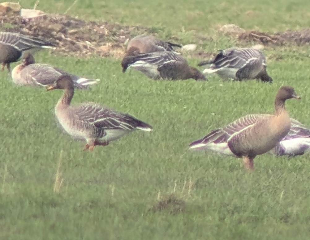 Tundra Bean-Goose - ML631564201