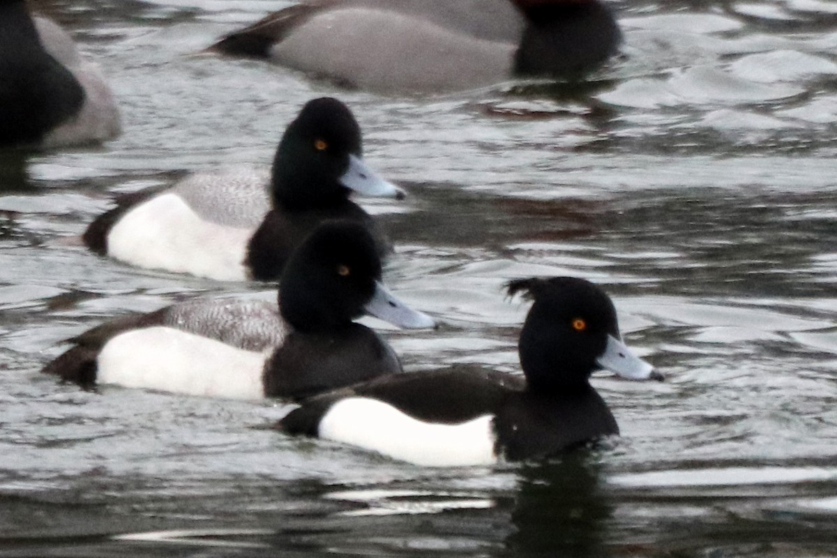 Moretta - ML631564206