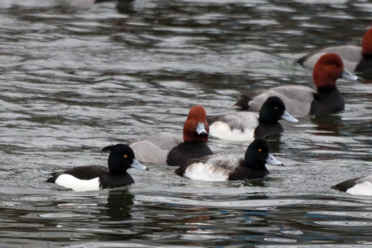 Moretta - ML631564207