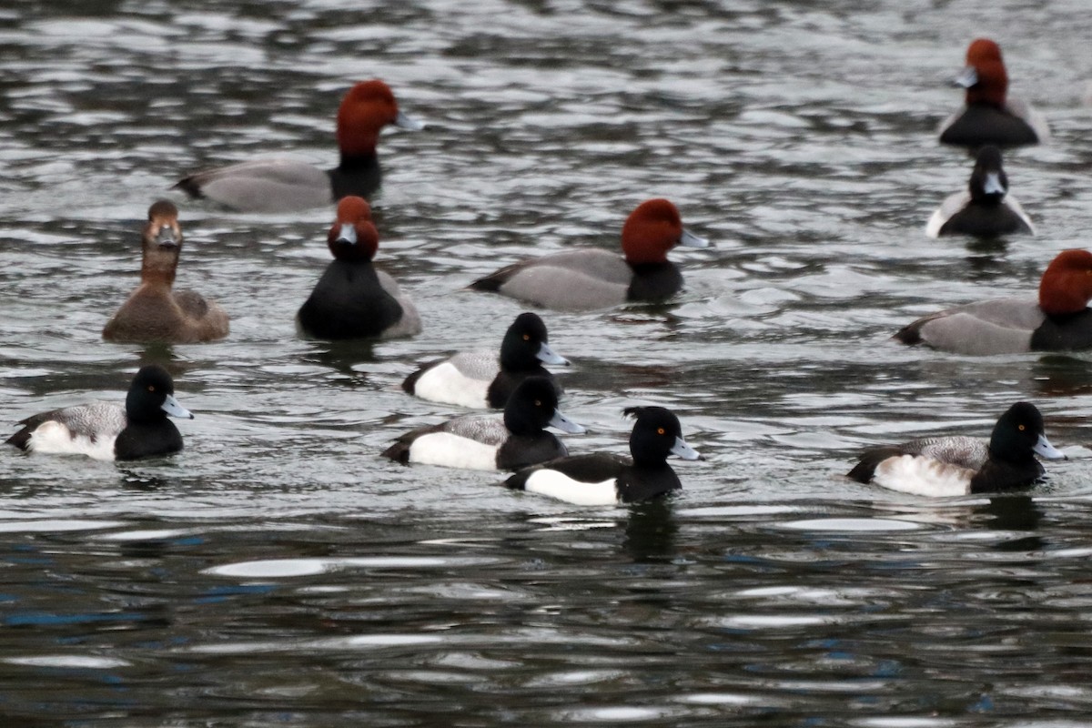 Moretta - ML631564208