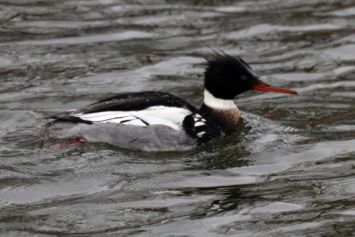 Smergo minore - ML631564221