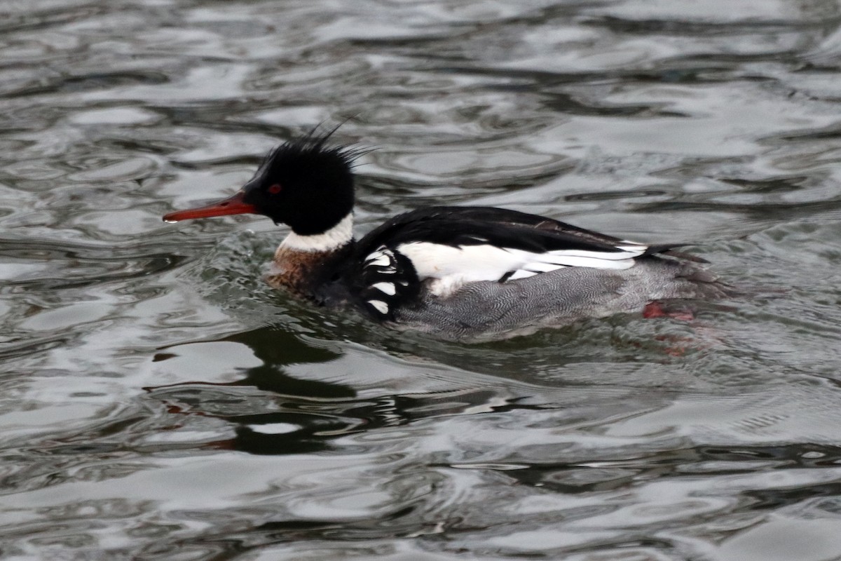 Smergo minore - ML631564222