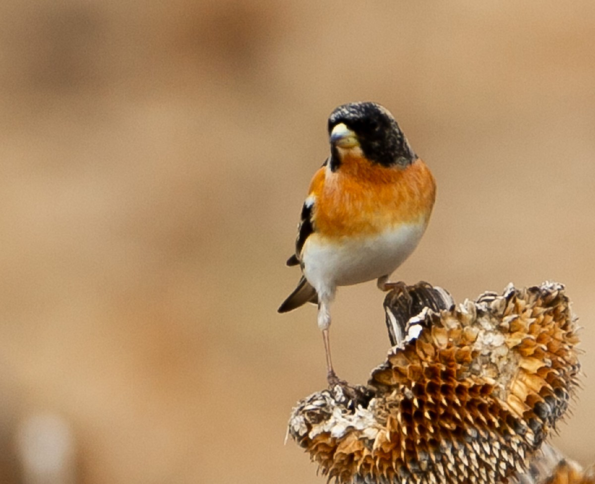 Brambling - ML631564291