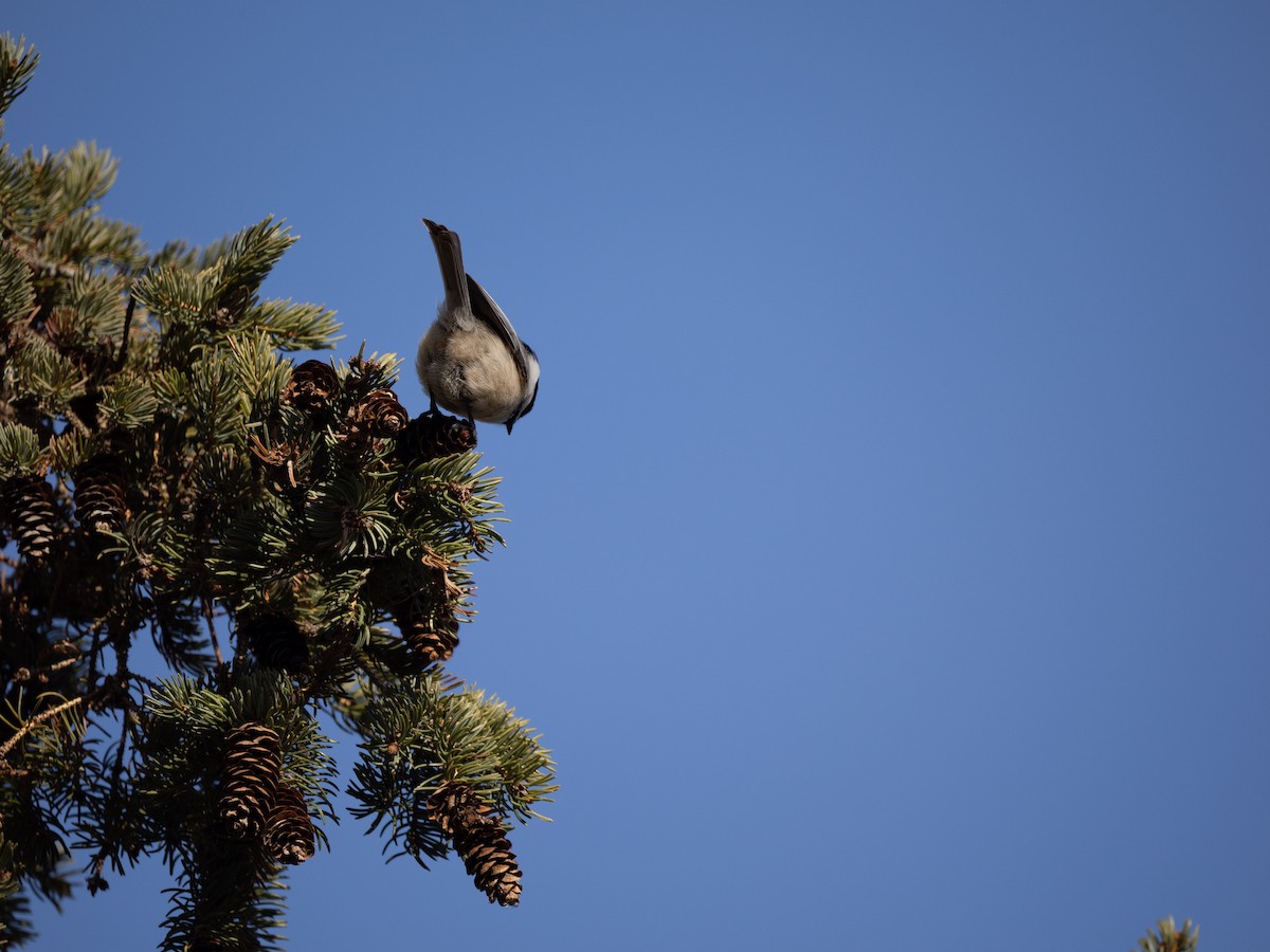 Black-capped Chickadee - ML631564391