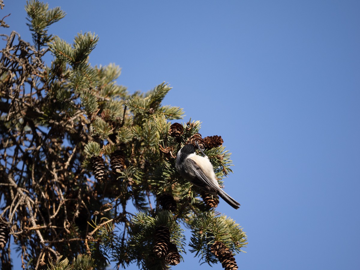 Black-capped Chickadee - ML631564403