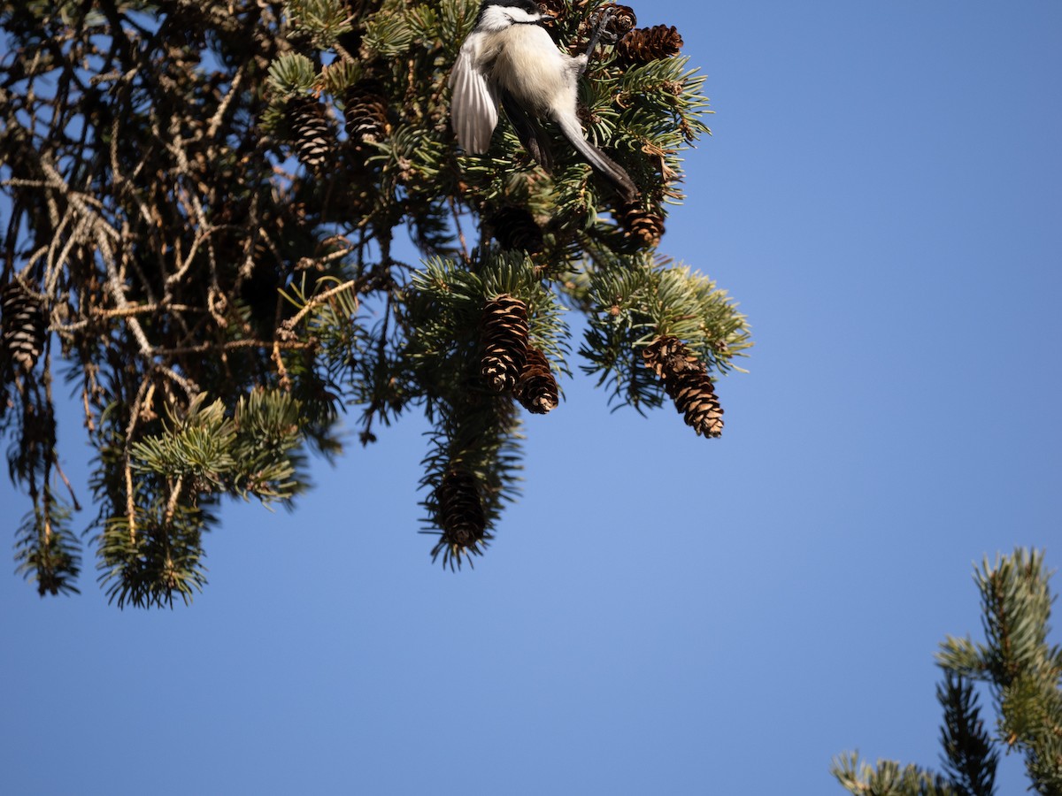 Black-capped Chickadee - ML631564408