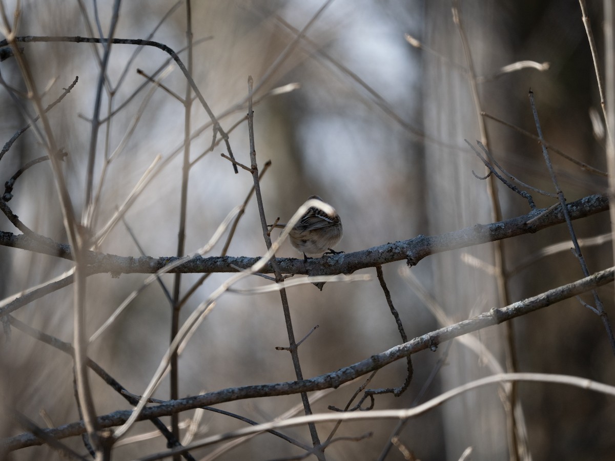 American Tree Sparrow - ML631564423