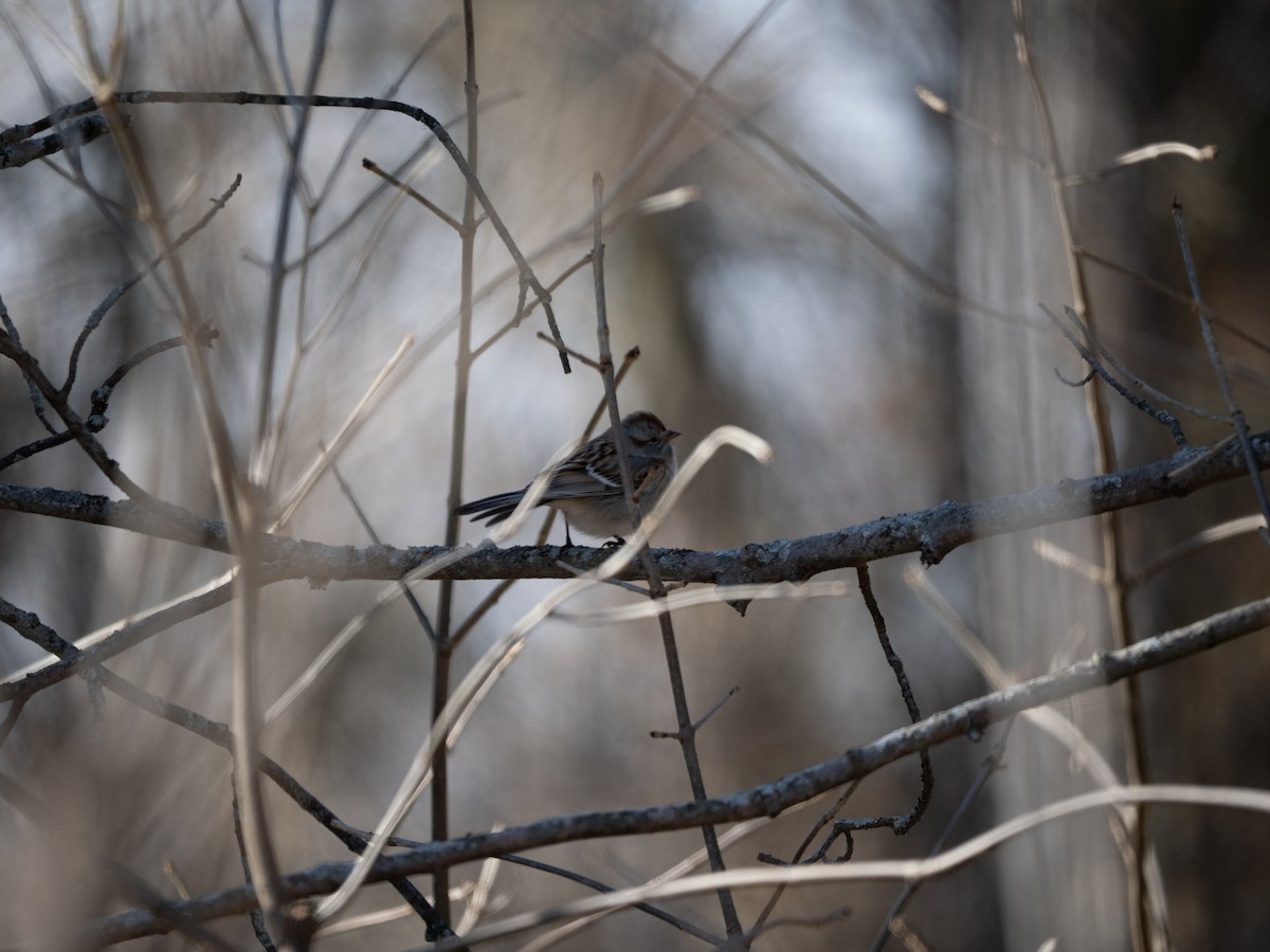 American Tree Sparrow - ML631564424