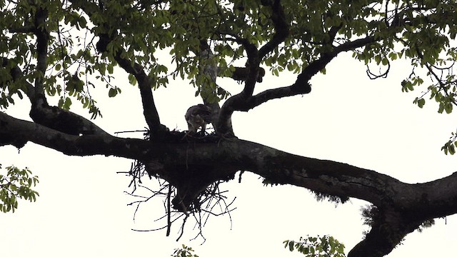 カンムリクマタカ - eBird