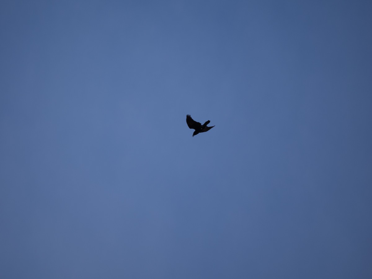Common Raven - ML631564612