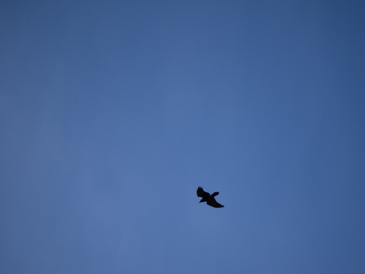Common Raven - ML631564613