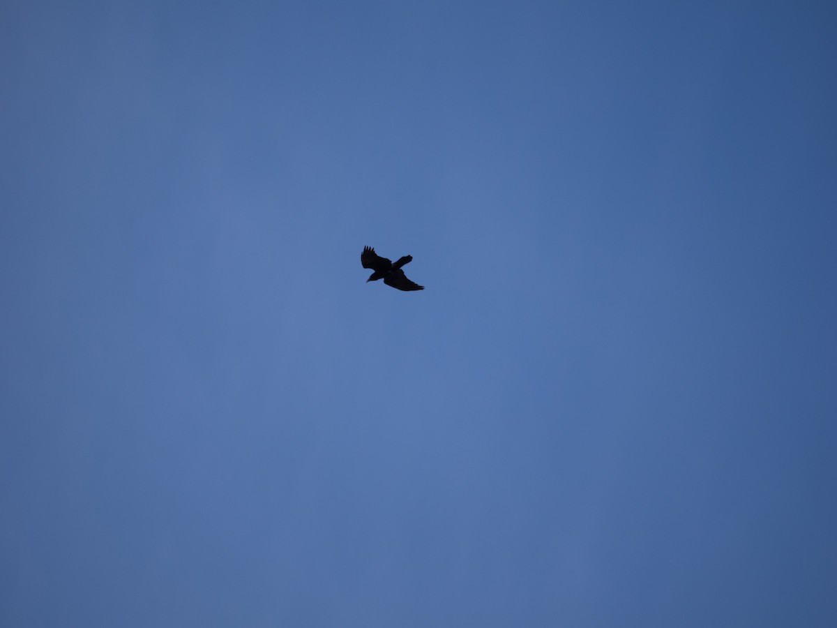 Common Raven - ML631564615