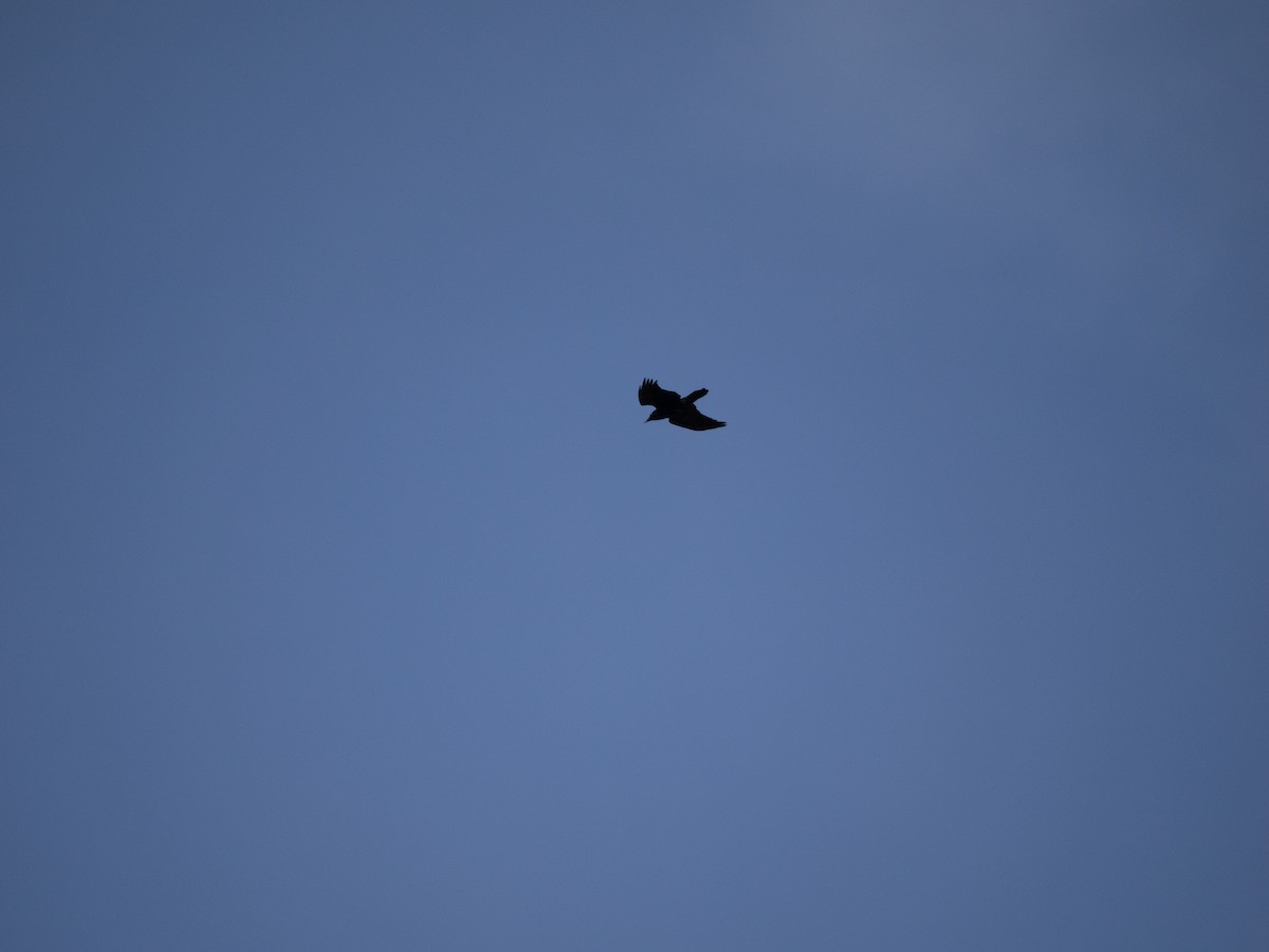 Common Raven - ML631564616