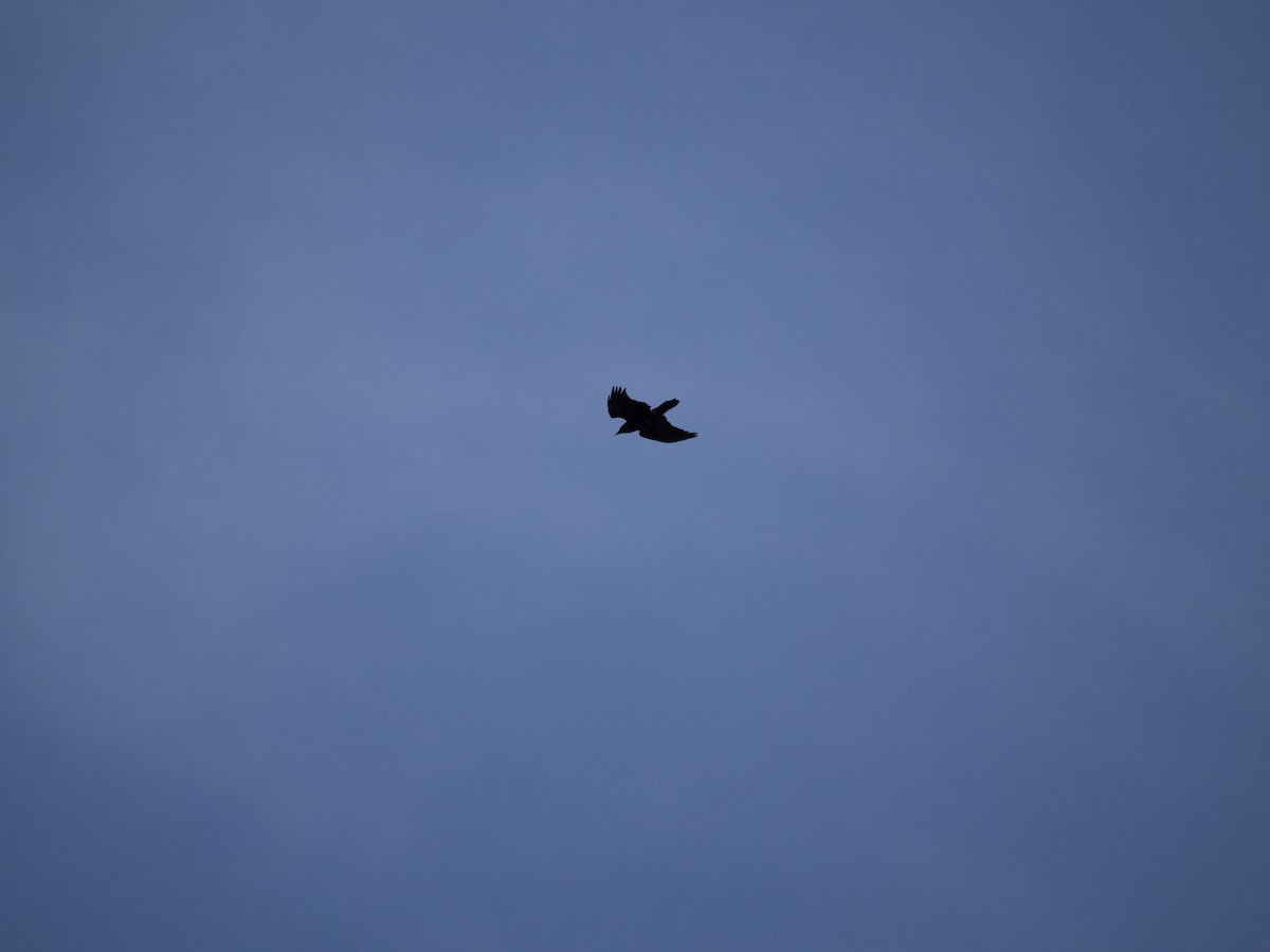 Common Raven - ML631564617