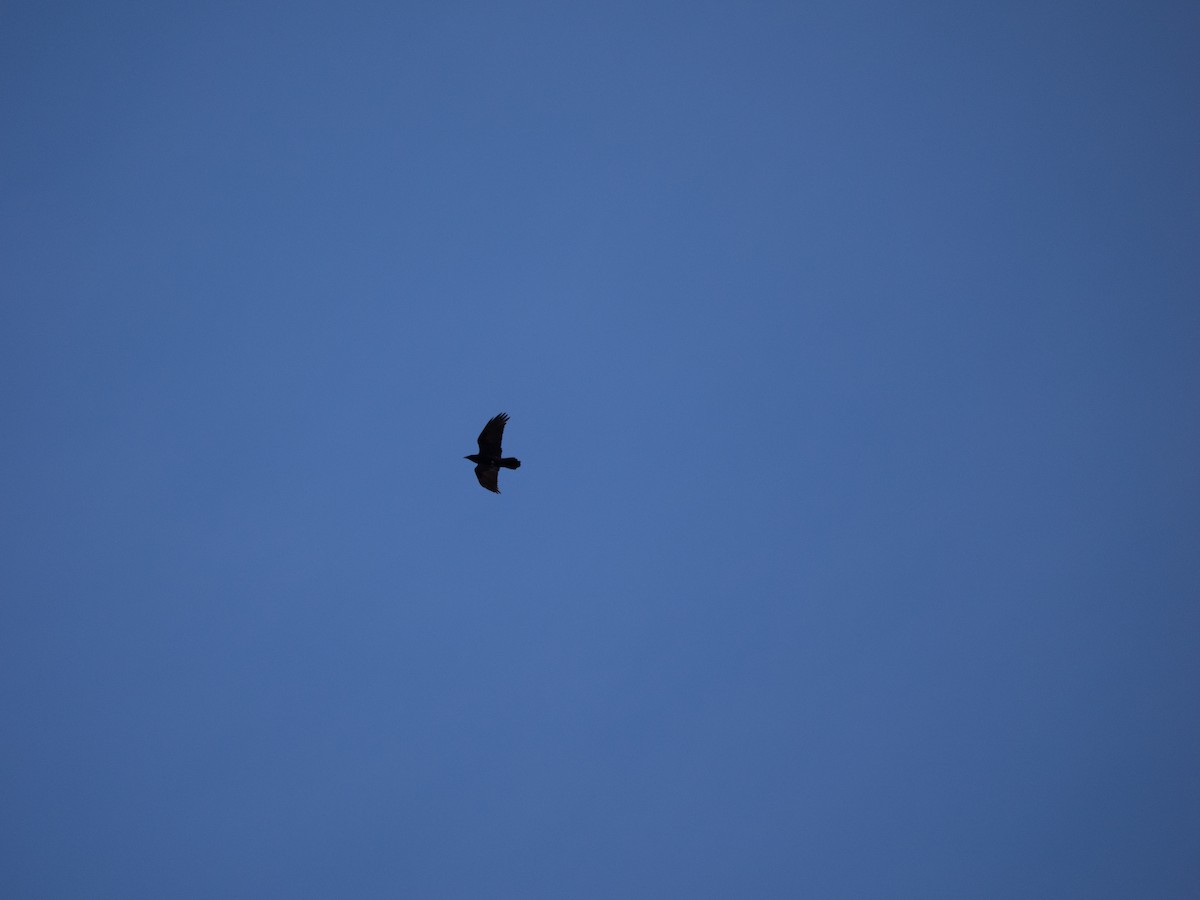 Common Raven - ML631564619
