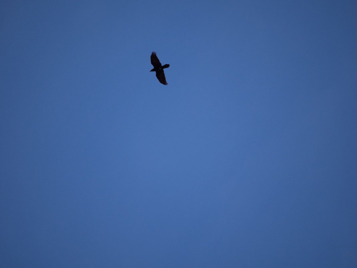 Common Raven - ML631564620