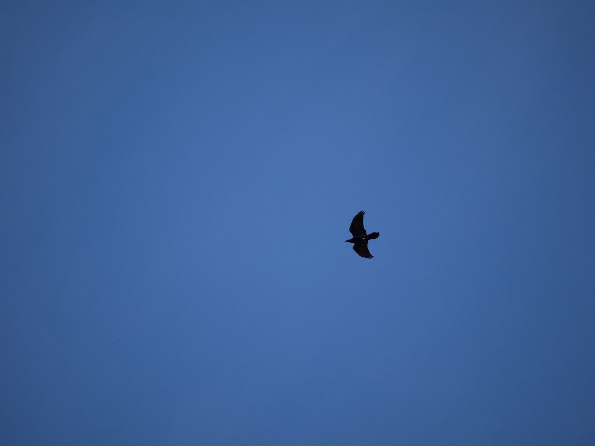 Common Raven - ML631564621