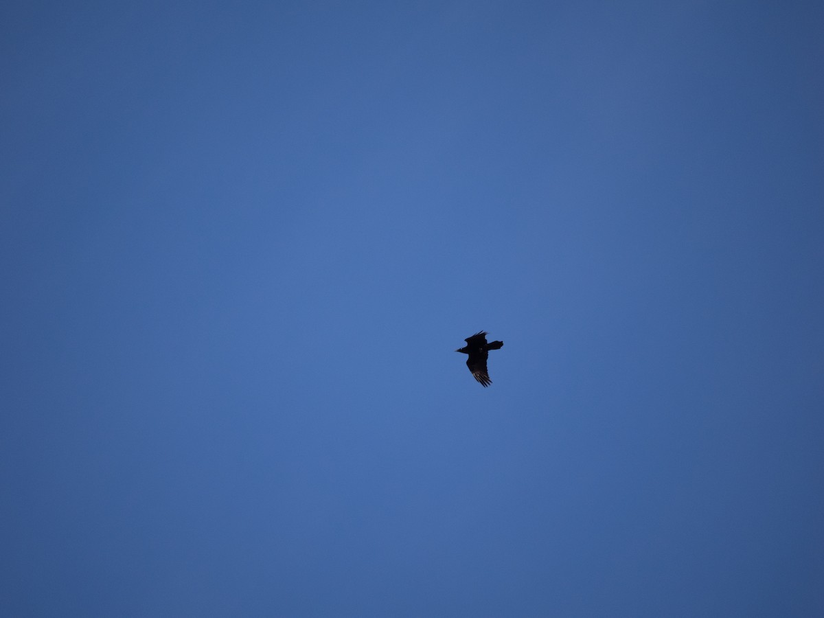 Common Raven - ML631564624