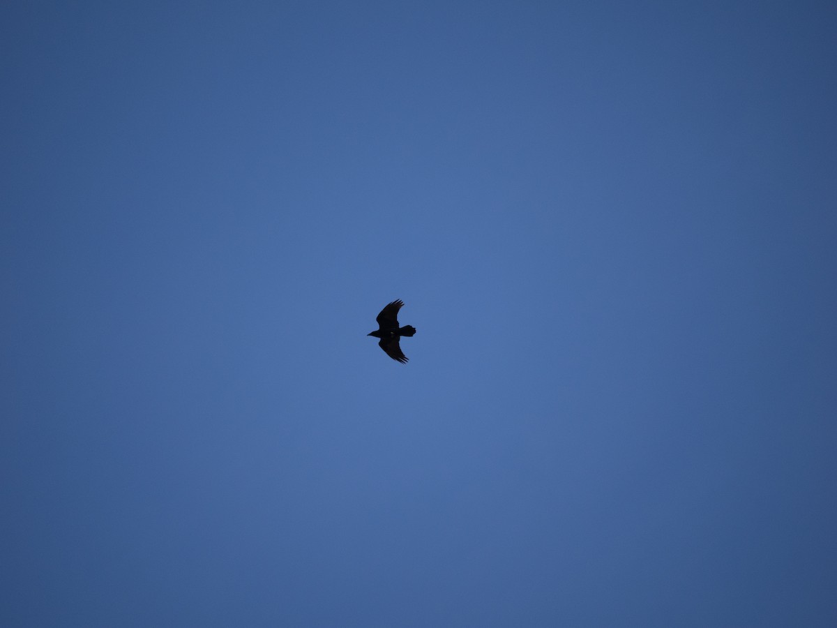 Common Raven - ML631564627