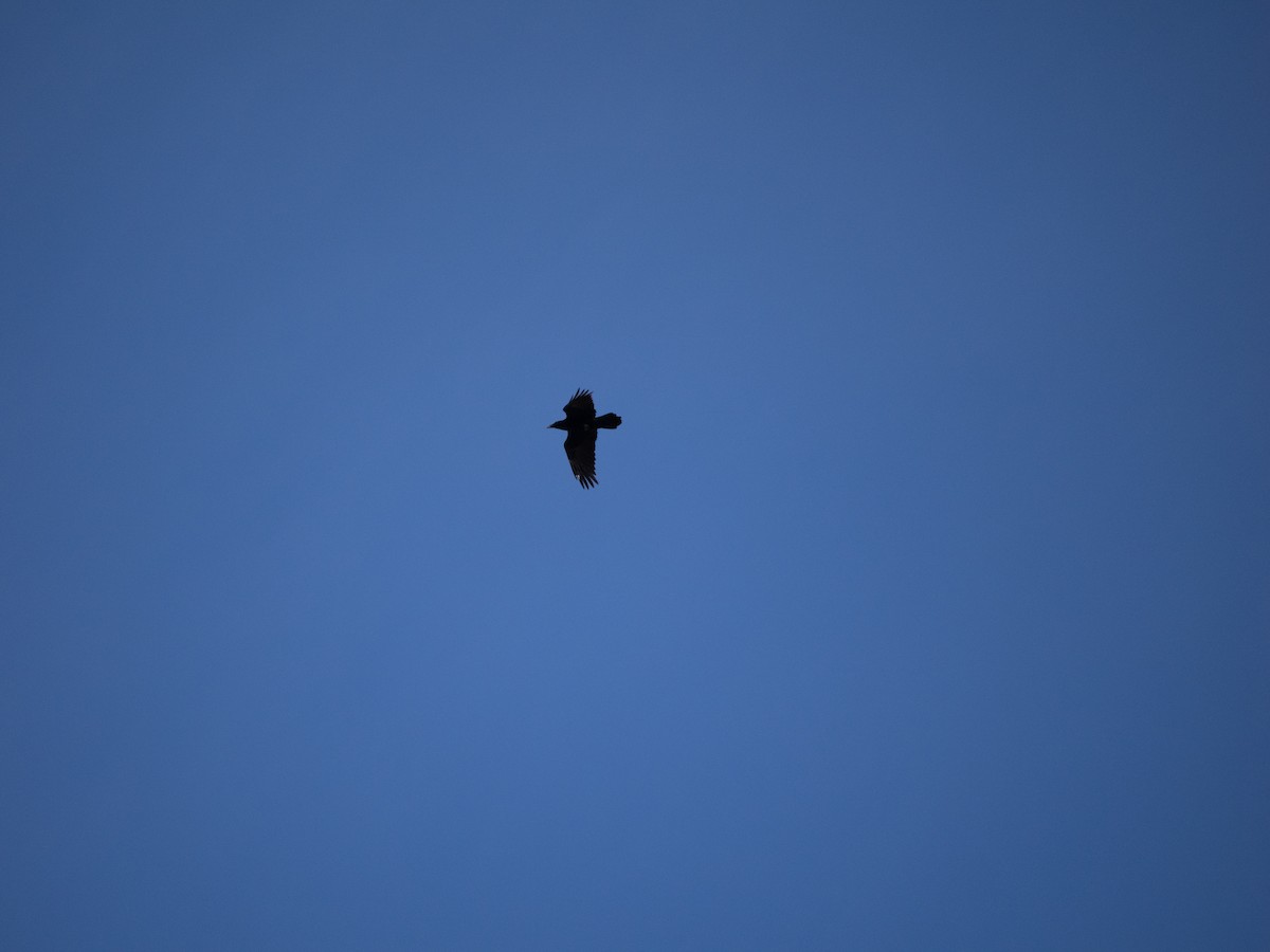 Common Raven - ML631564629
