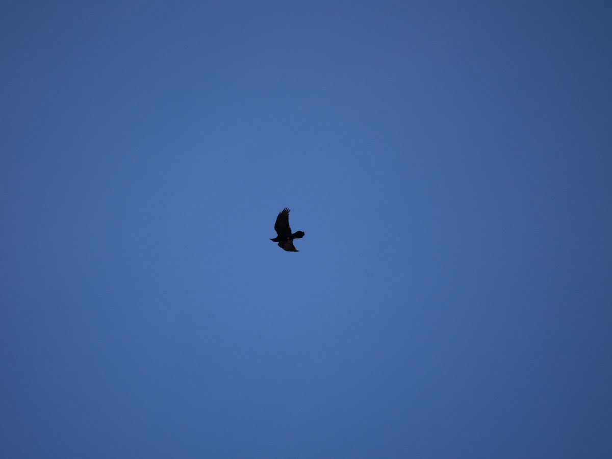 Common Raven - ML631564630