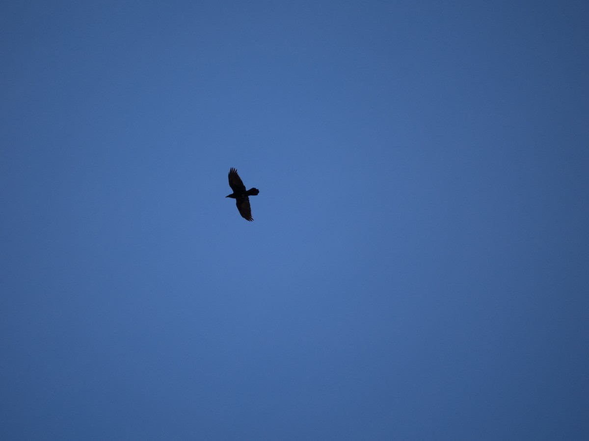Common Raven - ML631564631